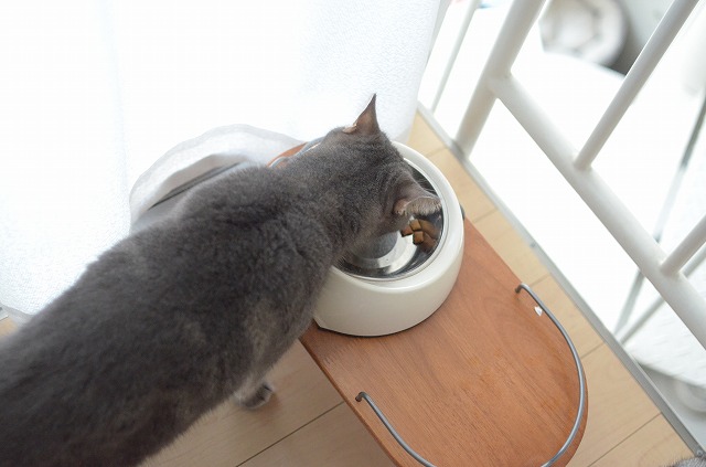 猫のために猫用ちゃぶ台を用意したら、食べこぼしがゼロになった | マイナビニュース